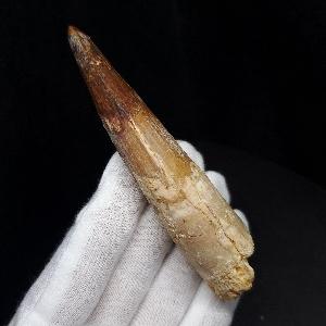 美品 スピノサウルス 本物 モロッコ産 96.73mm プレゼント ギフト 