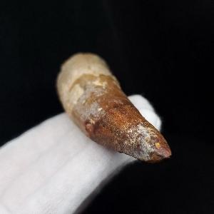 美品 スピノサウルス 本物 モロッコ産 96.73mm プレゼント ギフト 