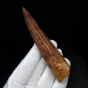 極上 スピノサウルス 本物 モロッコ産 95.52 mm プレゼント ギフト