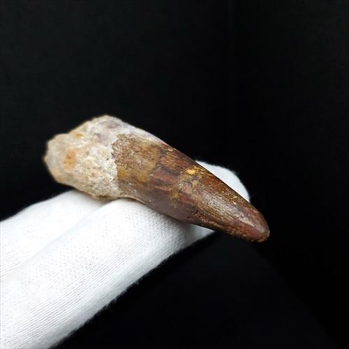 スピノサウルス 本物 モロッコ産 62.70mm sp450 スピノサウルス 本物 モロッコ産 62.70mm プレゼント ギフト sp450