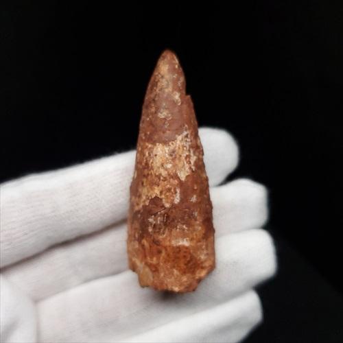 スピノサウルス 本物 モロッコ産 51.08mm プレゼント ギフト sp461