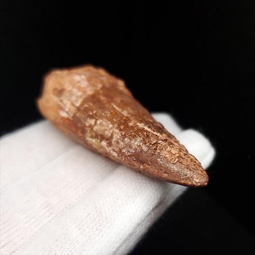 スピノサウルス 本物 モロッコ産 51.08mm プレゼント ギフト sp461