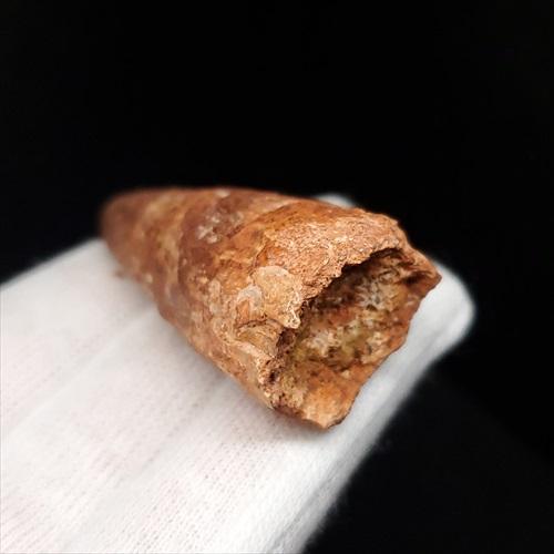 スピノサウルス 本物 モロッコ産 51.08mm プレゼント ギフト sp461