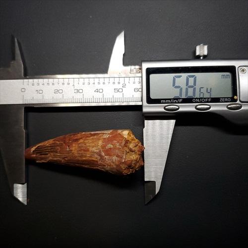 スピノサウルス 本物 モロッコ産 58.64mm プレゼント ギフト sp462