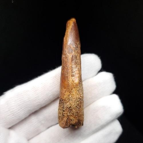 スピノサウルス 本物 モロッコ産 35.58mm sp508 楽天市場】【送料無料