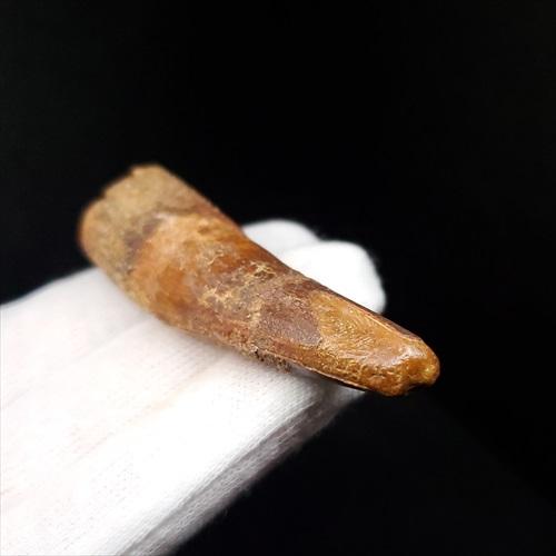 スピノサウルス 本物 モロッコ産 60.00mm プレゼント ギフト