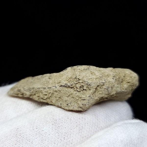 ティラノサウルス 骨の化石(tb3) ティラノサウルス 化石 骨 本物