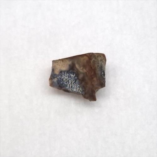 トリケラトプスの歯(本物) Amazon | SCIENCE Replica Fossil「角竜類 トリケラトプスの歯