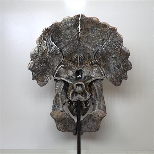 トリケラトプス 頭骨 化石 レプリカ 約 350mm プレゼント ギフト