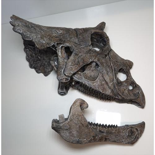 トリケラトプス 頭骨 化石 レプリカ 約 350mm プレゼント ギフト