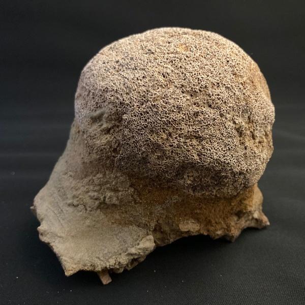 希少 トリケラトプス 頭部の一部 化石 本物 モンタナ州産 110mm プレゼント ギフト tr5｜dinoalolo｜02