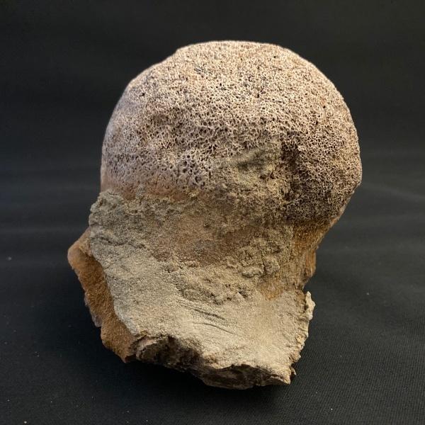 希少 トリケラトプス 頭部の一部 化石 本物 モンタナ州産 110mm プレゼント ギフト tr5｜dinoalolo｜05