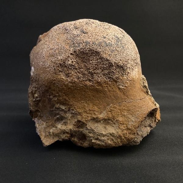 希少 トリケラトプス 頭部の一部 化石 本物 モンタナ州産 110mm プレゼント ギフト tr5｜dinoalolo｜08
