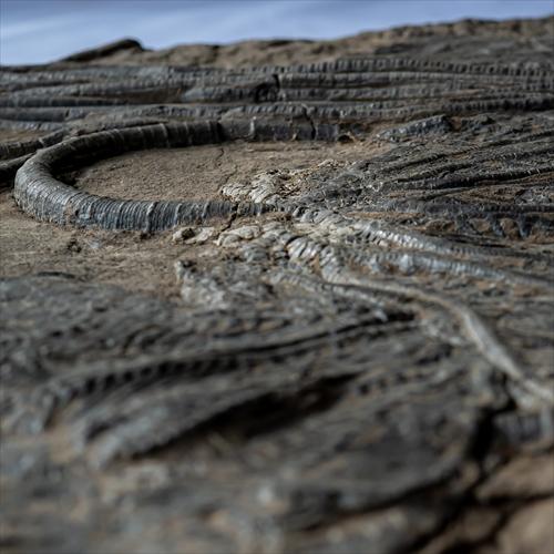 極上 ウミユリ トラウマトクリヌス 化石 本物 貴州省産 46cm