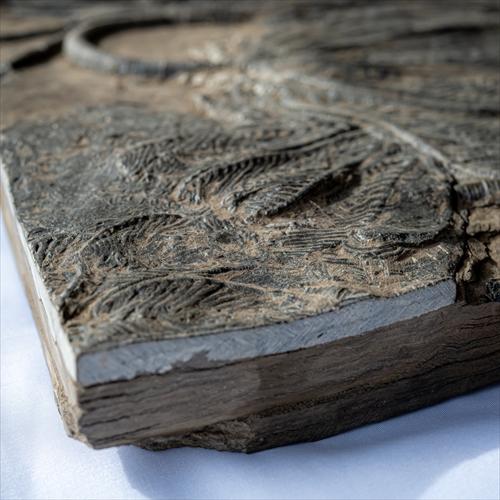 極上 ウミユリ トラウマトクリヌス 化石 本物 貴州省産 46cm um1 極上 ウミユリ トラウマトクリヌス 化石 本物 貴州省産 46cm