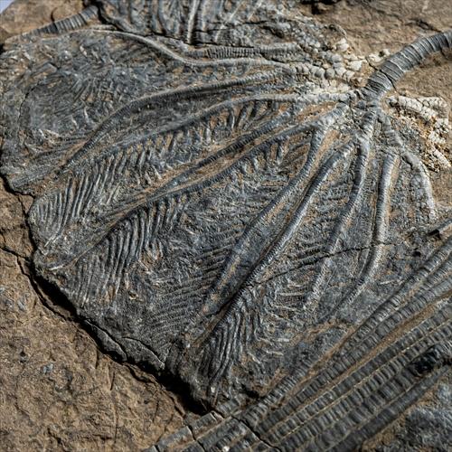 極上 ウミユリ トラウマトクリヌス 化石 本物 貴州省産 46cm um1 極上 ウミユリ トラウマトクリヌス 化石 本物 貴州省産 46cm