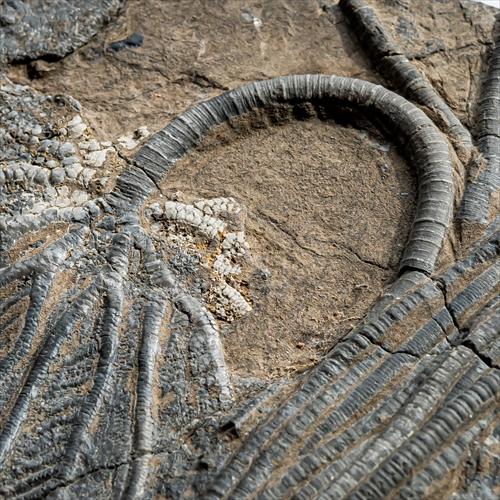 極上 ウミユリ トラウマトクリヌス 化石 本物 貴州省産 46cm um1 極上 ウミユリ トラウマトクリヌス 化石 本物 貴州省産 46cm