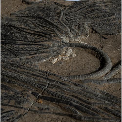 極上 ウミユリ トラウマトクリヌス 化石 本物 貴州省産 46cm