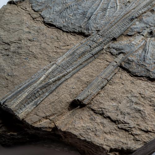 極上 ウミユリ トラウマトクリヌス 化石 本物 貴州省産 46cm um1 極上 ウミユリ トラウマトクリヌス 化石 本物 貴州省産 46cm