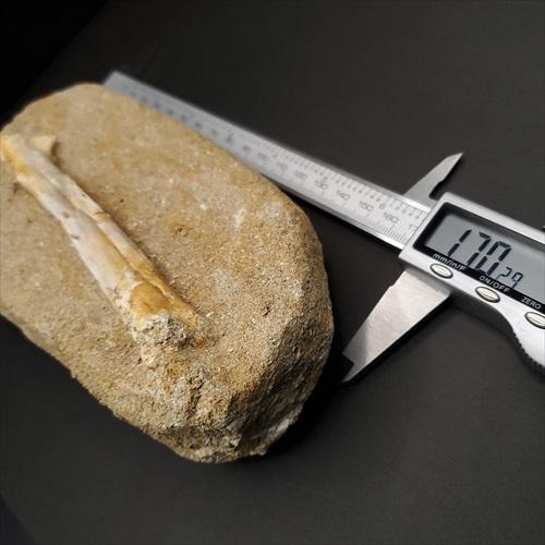 希少 アルシオーネ 骨 化石 本物 モロッコ産 170.29mm プレゼント
