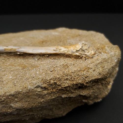 希少 アルシオーネ 骨 化石 本物 モロッコ産 170.29mm yk8 希少 アルシオーネ 骨 化石 本物 モロッコ産 170.29mm プレゼント