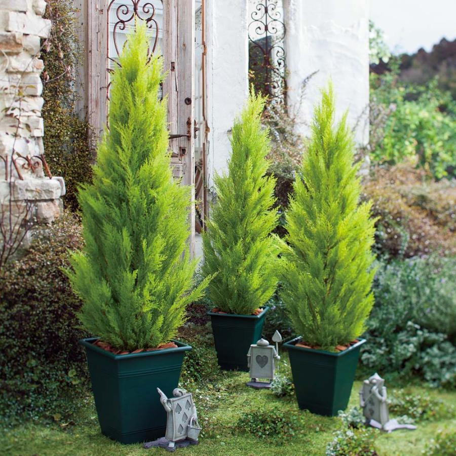 新発 インテリア雑貨 日用品 インテリアグリーン ｃｔ触媒グリーン インテリアツリー 高さ90cm 人工観葉植物ゴールドクレスト G ディノス家具yahoo ショッピング店 通販 Yahoo ショッピング 人気絶頂 Www Maxipiso Com Ar