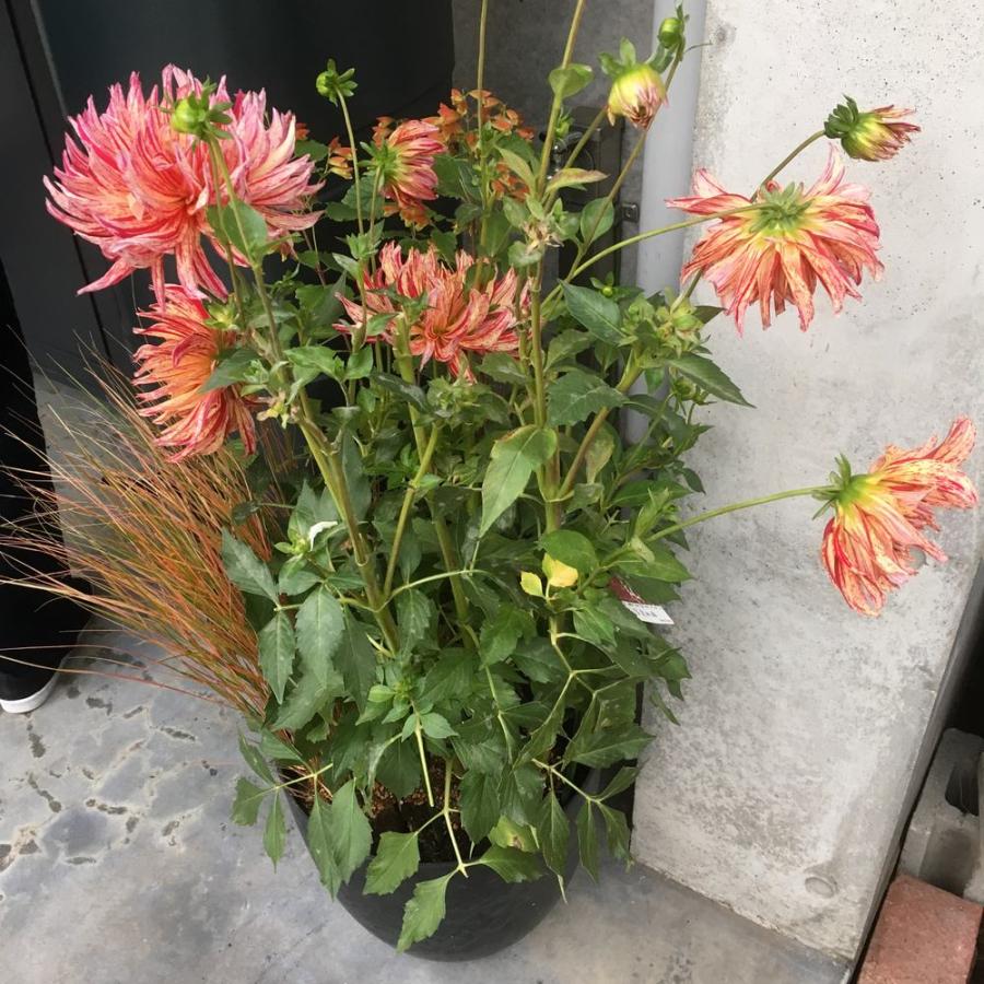 アートストーンプランター キューブM プランター 植木鉢 鉢カバー G01218の画像