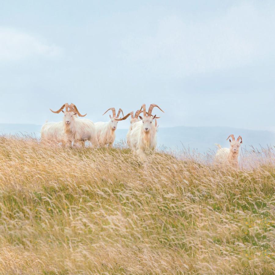 dinos（ディノス） カシミヤニット サイドライン インターシャ