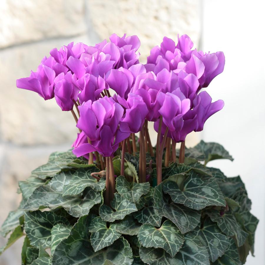 かなセレナ ガーデニング Fl53 ディノス Paypayモール店 通販 Paypayモール フラワー 花 鉢花 鉢植え