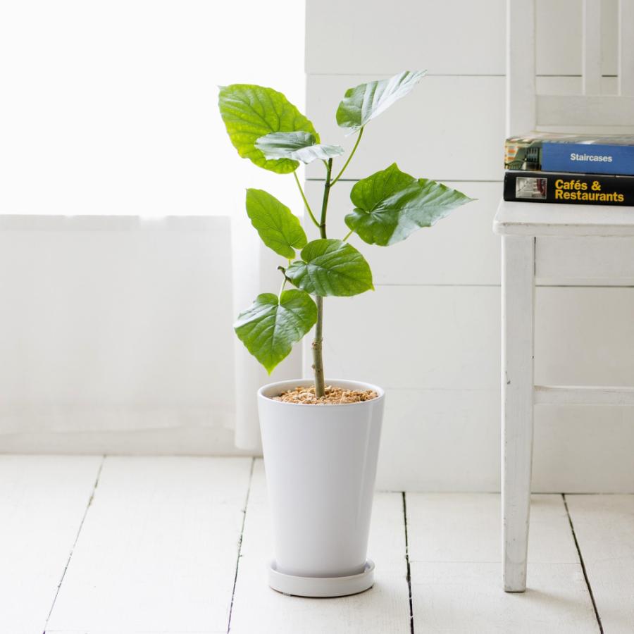 1914円 開催中 インテリア雑貨 日用品 インテリアグリーン ｃｔ触媒グリーン インテリアツリー 観葉植物 フィカス ウンベラータ Fn7246