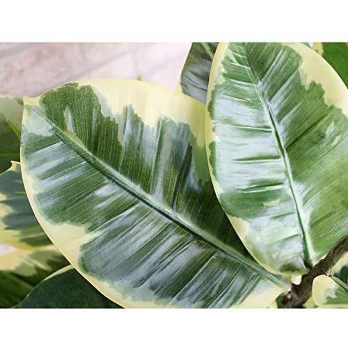 人工観葉植物 ゴムの木 ラバーツリー 125cm フェイクグリーン 光触媒加工 ゴムの木 ラバーツリー 125cm フェイクグリーン 光触媒加工