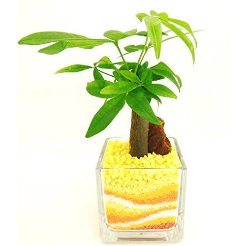 1681円 超人気高品質 観葉植物 パキラ ハイドロカルチャー ガラス植え S サンド オレンジ お手入れ簡単 ギフトに最適 室内で安心な土を使わない水耕栽培 お