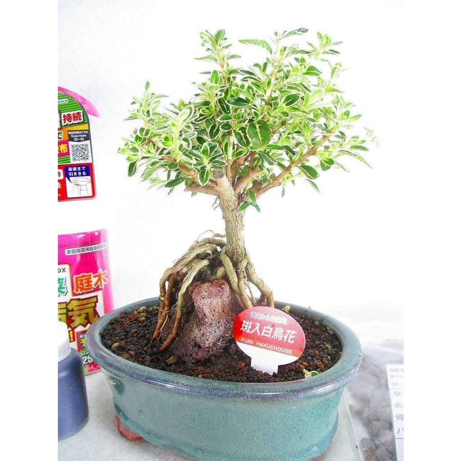はじめての盆栽7点セット 盆栽 斑入白鳥花 フイリハクチョウゲ 本 道具類 5点 Diofioredrago 通販 Yahoo ショッピング