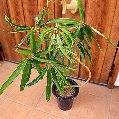 シェフレラ アンガスティフォーリア 観葉植物7号プラスチック鉢品種で選べる観葉植物 リビングやオフィス向きサイズ 1個売りシェフレラ ア Diofioredragoのシェフレラ アンガスティフォーリア 観葉植物7号プラスチック鉢品種で選べる観葉植物 リビングやオフィス向き