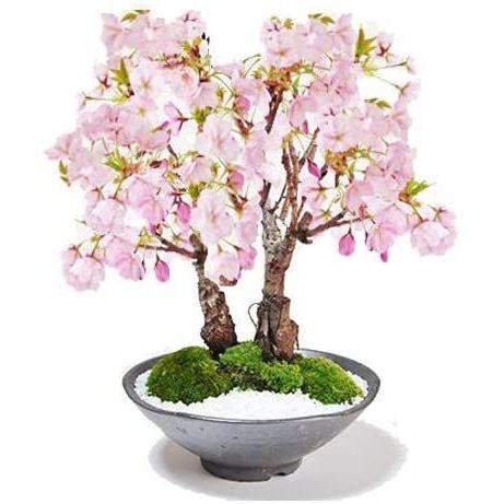 桜盆栽 旭山桜の2本立ち さかずきの器サクラ育て方冊子と肥料付き 旭山桜の2本立ち さかずきの器サクラ育て方冊子と肥料付き