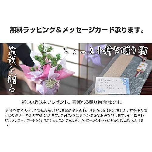 桜盆栽 旭山桜の2本立ち さかずきの器サクラ育て方冊子と肥料付き 旭山桜の2本立ち さかずきの器サクラ育て方冊子と肥料付き