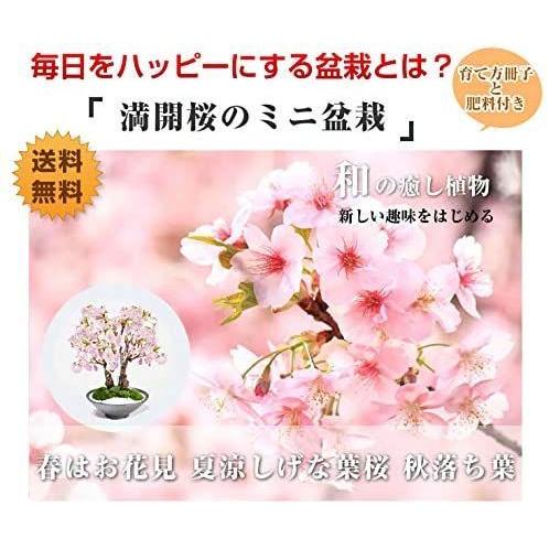 桜盆栽 旭山桜の2本立ち さかずきの器サクラ育て方冊子と肥料付き 旭山桜の2本立ち さかずきの器サクラ育て方冊子と肥料付き