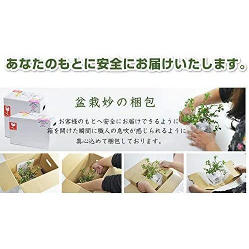 桜盆栽 旭山桜の2本立ち さかずきの器サクラ育て方冊子と肥料付き 旭山桜の2本立ち さかずきの器サクラ育て方冊子と肥料付き