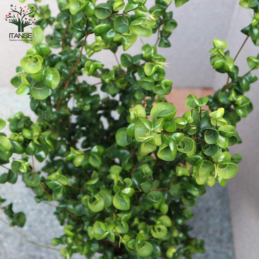 フィカス・ベンジャミン・バロック 7号Lサイズ品種で選べる観葉植物・リビングやオフィス向き少し大きめLサイズ/1個売り学名：Ficus｜dio-fiore-drago｜09