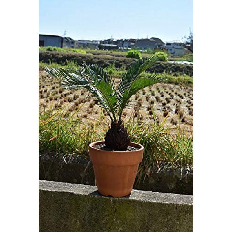 蘇鉄 ソテツ鉢植え その他苗木 植木 Kingsafaritours Com