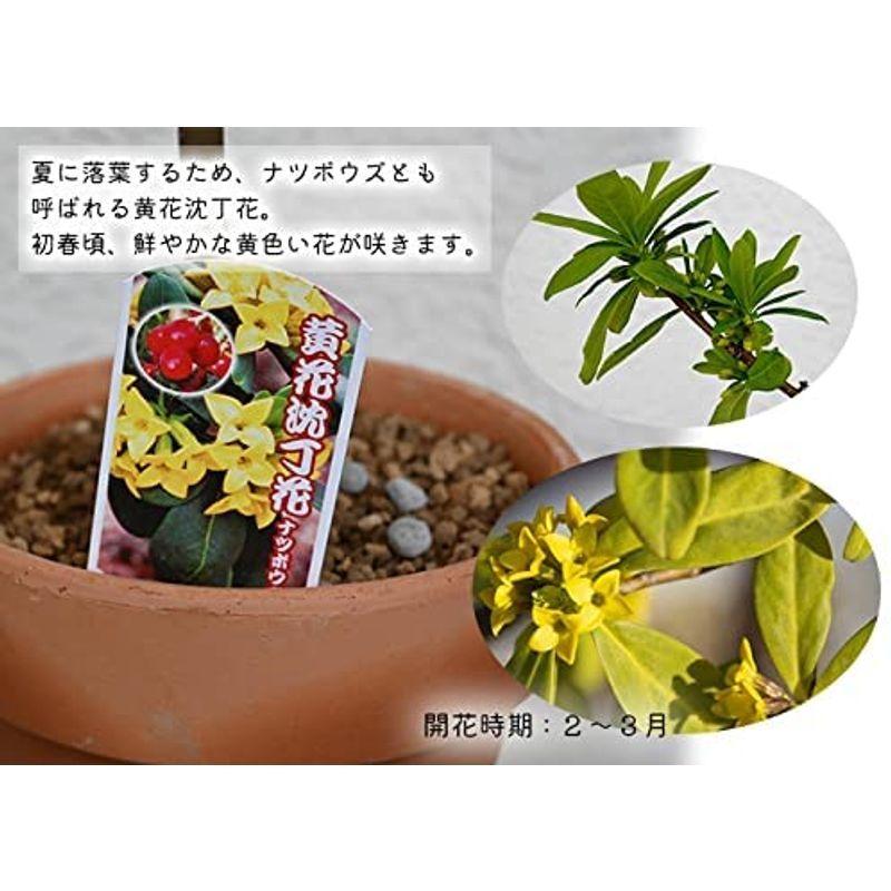 沈丁花 珍しい 黄花沈丁花 夏坊主沈丁花 その他苗木 植木 Hcogcc Org