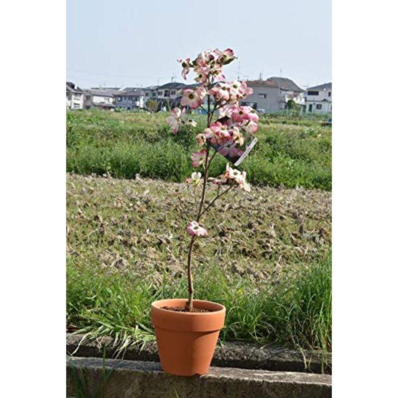 ハナミズキ鉢植え ピンク花ハナミズキ 003 Diofioredrago 通販 Yahoo ショッピング