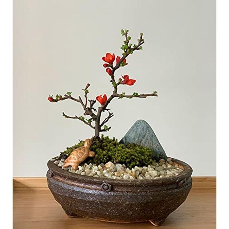 現在落葉中縁起もの亀付き年に数回一重の紅花が楽しめる紅長寿梅 べにちょうじゅばい の盆栽 信楽茶鉢 Diofioredrago 通販 Yahoo ショッピング