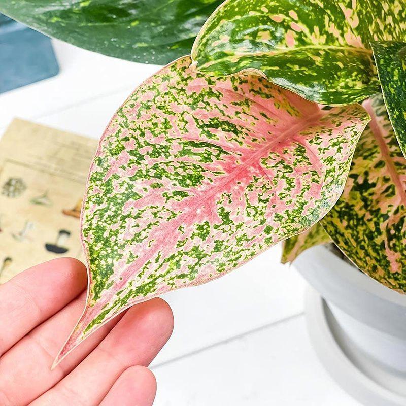 No 1 赤い葉っぱ Aglaonema アグラオネマ レディバレンタイン 限定セール Aglaonema