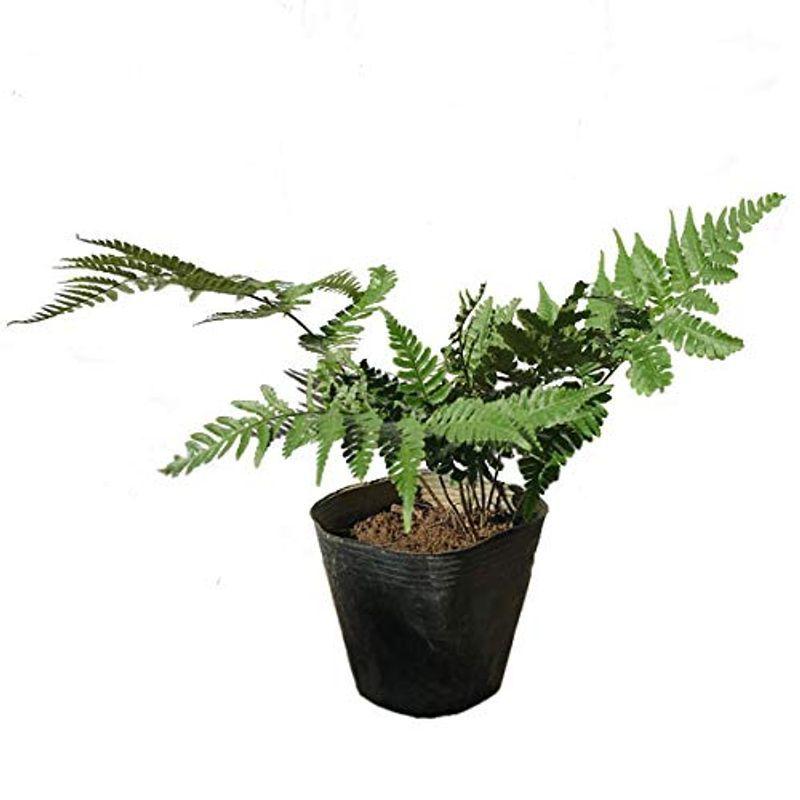 ベニシダ 10ポットセット 常緑 シダ 観葉植物 寄せ植え グランドカバー Diofioredrago 通販 Yahoo ショッピング