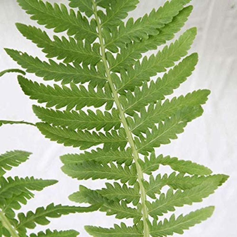 ベニシダ 10ポットセット 常緑 シダ 観葉植物 寄せ植え グランドカバー Diofioredrago 通販 Yahoo ショッピング