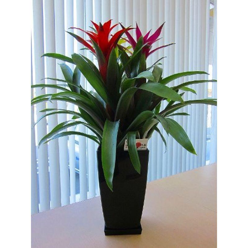 グズマニア ３色植え ２鉢セット トロピカルな空間を演出してくれるパイナップル科の植物です 高級観葉植物ですので ギフトとして大変喜ばれてい Diofioredrago 通販 Yahoo ショッピング