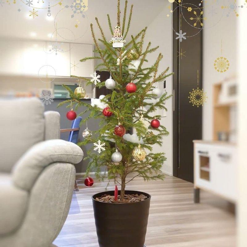 本物のクリスマスツリー ドイツトウヒ モミの木 根巻き苗 キャンドルホルダープレゼント オウシュウトウヒ 観葉植物 クリスマス 飾り 店舗 Diofioredrago 通販 Yahoo ショッピング