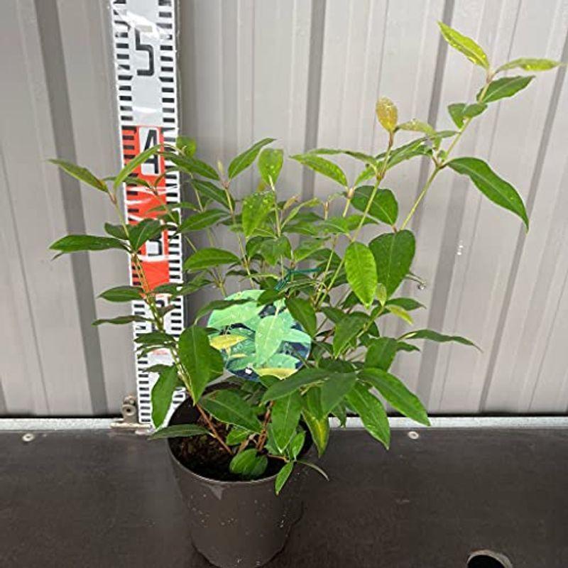 鉢植えレモンマートル バックホウシア５号 高さ約45cm レモンよりレモン ハーブ 観葉植物 家庭菜園 アロマ ティー ガーデニング シトラ Diofioredrago 通販 Yahoo ショッピング