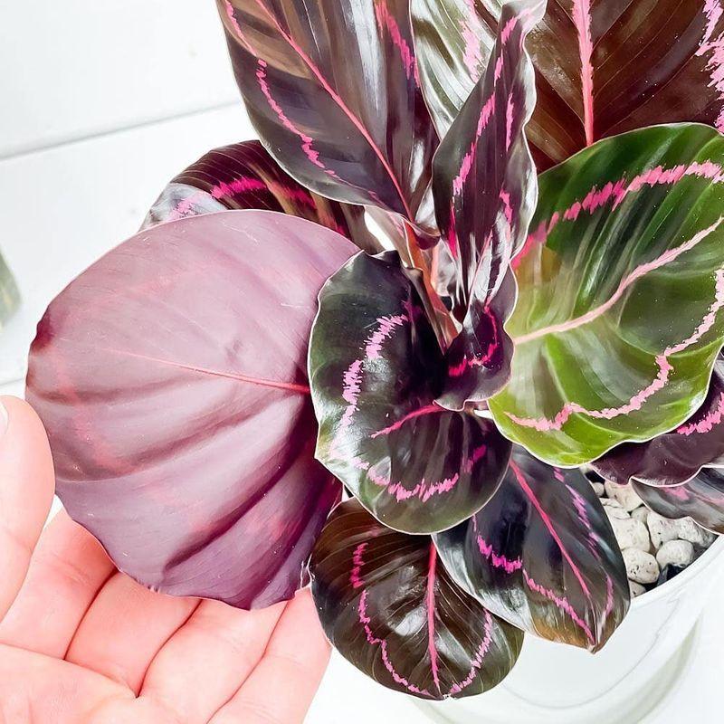 観葉植物 カラテア ロゼオピクタ ドッティ 4号鉢 受け皿付き 育て方説明書付き Calathea Roseopicta Dottie Diofioredrago 通販 Yahoo ショッピング